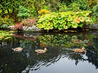Ducks in the pond