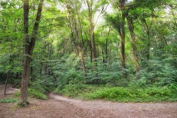 Path trough summer leafy wood