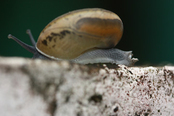 close up of snail on cement wall