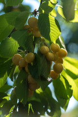 fresh cherries on a tree