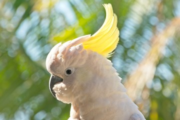 Sulphur crested cockatoo closeup 