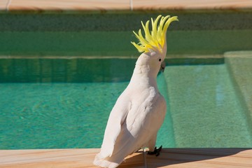 Sulphur crested cockatoo sitting by the swimming pool