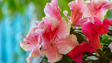 Fototapeta premium Pink flower azalea