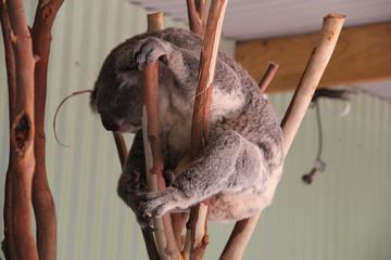 Koala in Sydney Australia