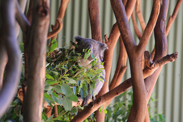 Koala in Sydney Australia
