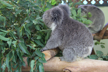 Koala in Sydney Australia