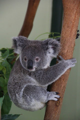 Koala in Sydney Australia
