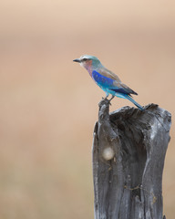 Lilac-breasted roller in Masai Mara, Kenya.