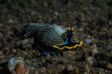 Arminid Nudibranch - Armina cygnea 