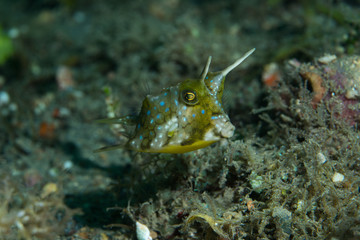 Longhorn Cowfish