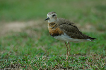 Oriental Plover (Charadrius veredus)