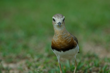 Oriental Plover (Charadrius veredus)