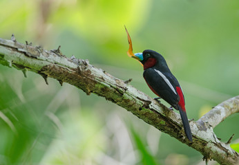 Black-and-Red broadbill on a branch