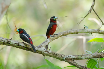 Black-and-Red broadbill on a branch