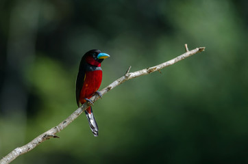 Black-and-Red broadbill on a branch