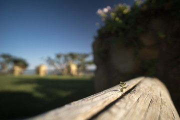 Small plant growing in a wooden fence