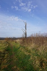Obraz premium Durham, Connecticut, USA: Blue sky with wispy clouds over a dead tree near a path at White Farm, a public park.