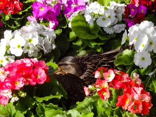 Duck between flowers