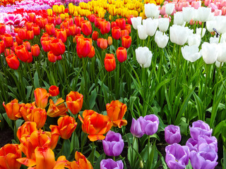 Tulips in several colors