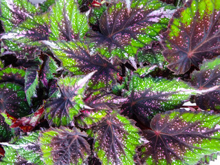 Purple and green leaves