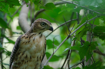 Crested goshawk in the nature