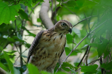 Crested goshawk in the nature