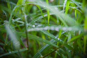 Fototapeta na wymiar Dew On the grass