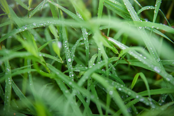 Dew On the grass
