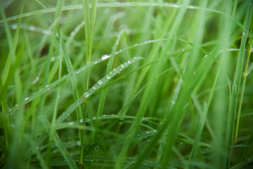 Dew On the grass