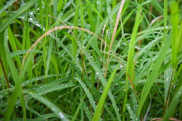Dew On the grass