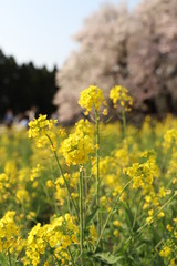 Obraz premium 菜の花と桜