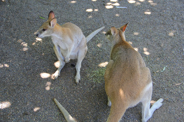 Kangoroo Sydney Australia Wildlife