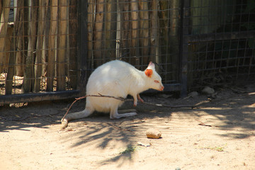 kangaroo albino sydney australia