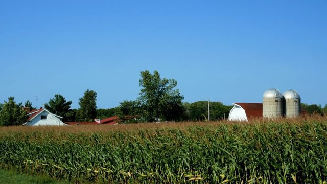American Country Farm with corn plants field and blue sky in northern Minnesota