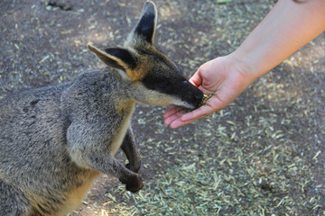 Kangoroo Sydney Australia Wildlife