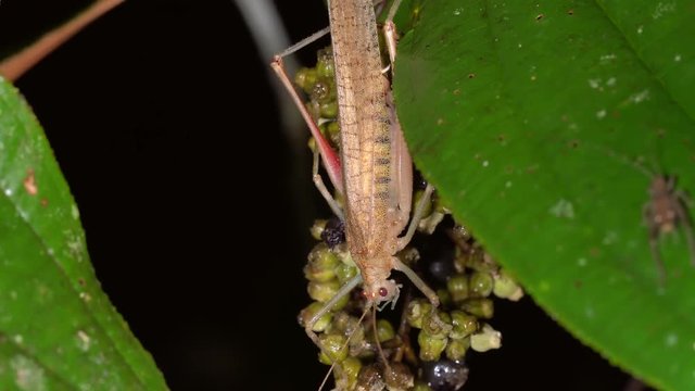 Bush cricket in a Melastomataceae shrub. At night in the rainforest understory in the Ecuadorian Amazon