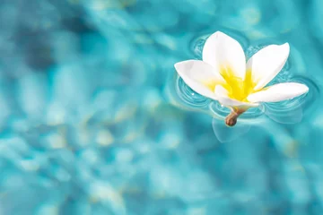 Deurstickers Bloem van plumeria drijvend in het turquoise wateroppervlak. Water fluctuaties kopie-ruimte. Spa concept achtergrond © everigenia