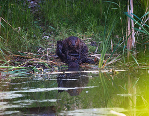 A beaver grooming itself beside a pond © Saptashaw