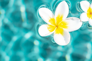 Fototapeta na wymiar Flower of plumeria floating in the turquoise water surface. Water fluctuations copy-space. Spa concept background