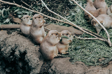 プレーリードッグ