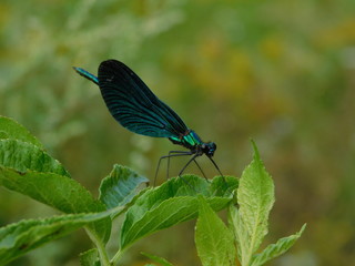 beautiful dragonfly