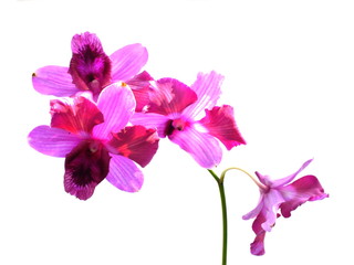 Obraz premium pink orchids flower bouquet isolated on white background
