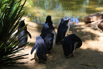 cute penguins at the zoo