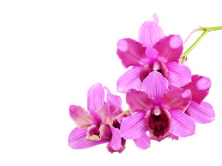 Fototapeta na wymiar pink orchids flower bouquet isolated on white background