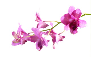 Obraz na płótnie Canvas pink orchids flower bouquet isolated on white background