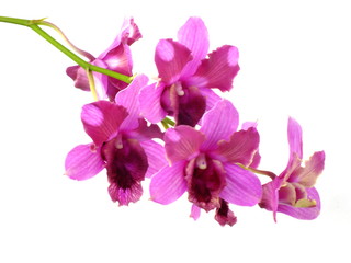 Naklejka na ściany i meble pink orchids flower bouquet isolated on white background