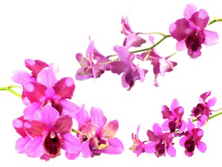 Fototapeta na wymiar pink orchids flower bouquet isolated on white background