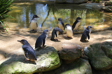 cute penguins at the zoo
