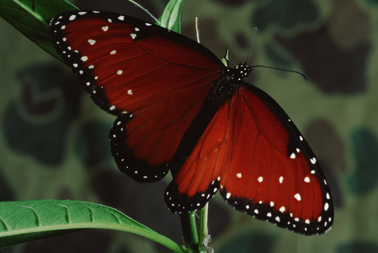 Queen Butterfly (Danaus Gilippus)