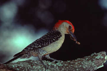 Red-Bellied Woodpecker (Melanerpes Carolinus)